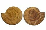 Cut & Polished Jurassic Ammonite (Perisphinctes) Fossil #344945-1